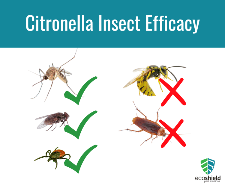 Does Citronella Work Against All Insects?